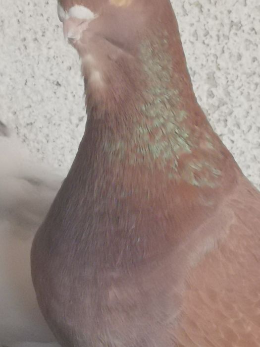 Pombo Mariolinha