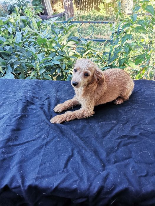 Той тер'єр хлопчик домашній ласкавий