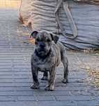 dog z Majorki / ca de bou