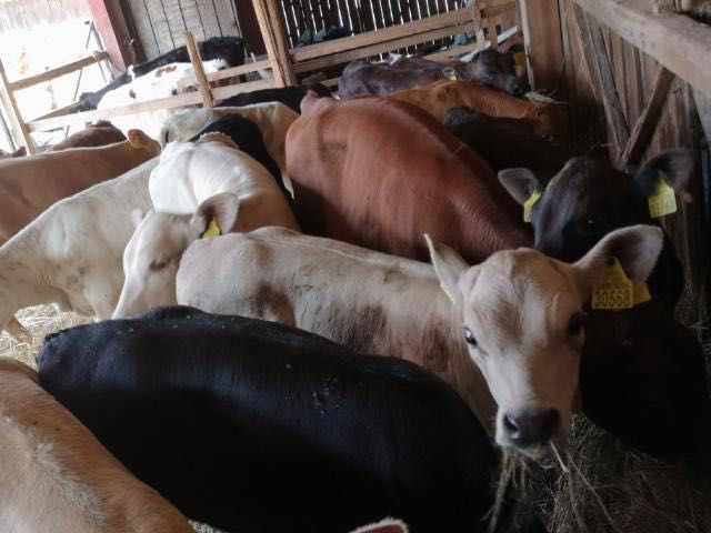 Cielaki mięsne byczki jałóweczki Brzeziny