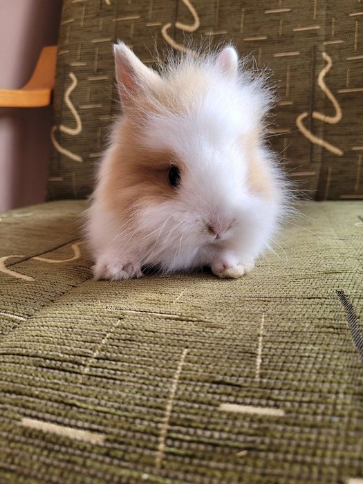 Króliczki Karzełki Teddy