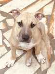 Cachorra adoção responsavel
