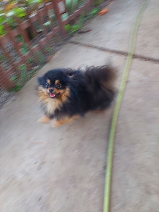 Шикарный кобель, ВЯЗКА