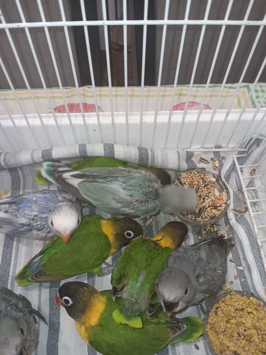 Personatas criados a mão