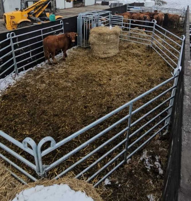 Panele wygrodzeniowe płoty wygrodzenia dla bydła miesnego