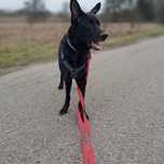 Anora do PILNEJ adopcji
