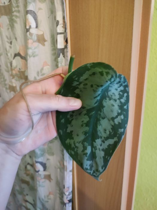 Zestaw roślin Syngonium Scindapsus Rhaphidophora Monstera r