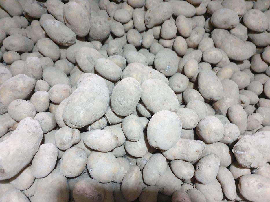 Sprzedam ziemniaki Soraya