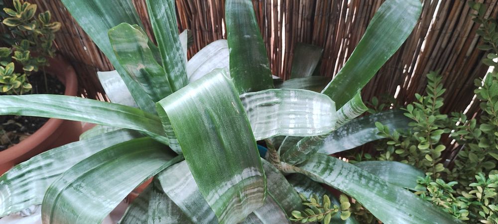 Kwiat ECHMEA wstęgowata (Aechmea fasciata)