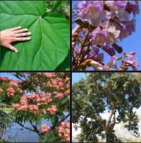 31 gatunków biskofia paulownia juka hibiskus hortensja funkia miskant