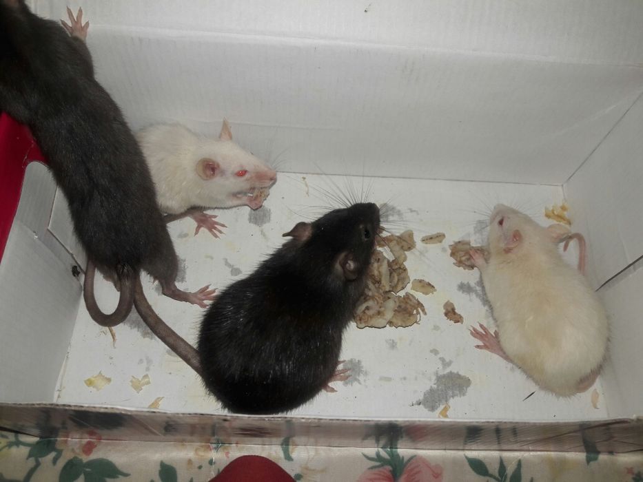 Декоративные крысята
