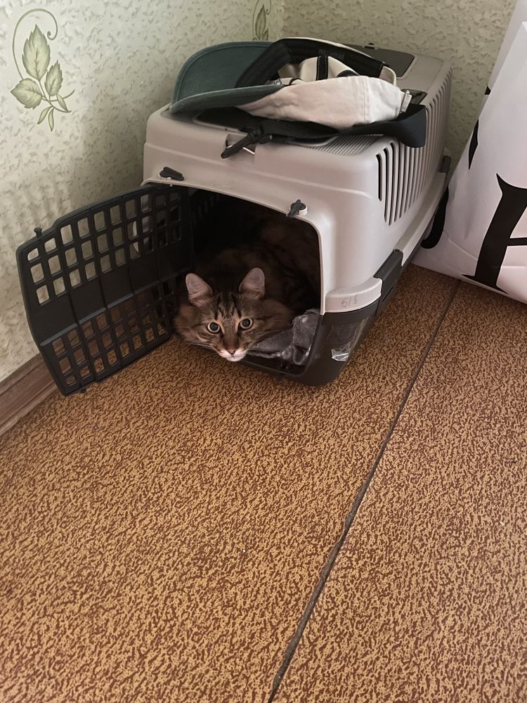 Допоможіть знайти котика
