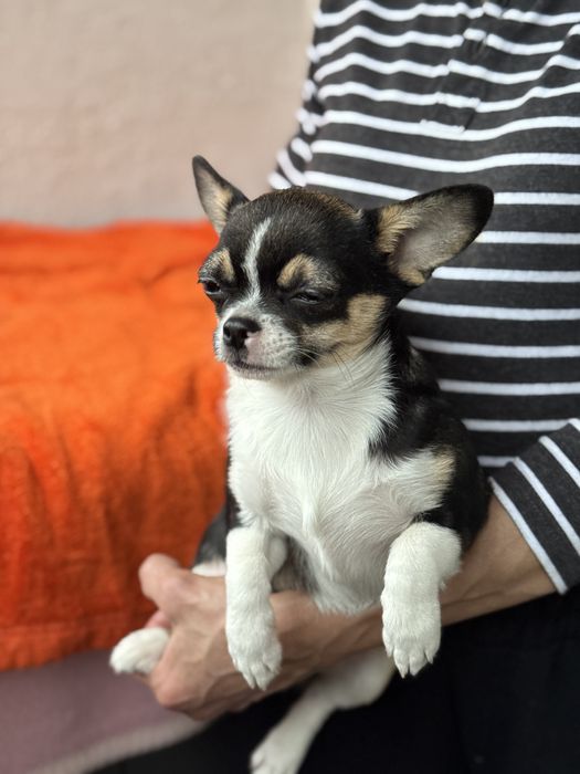 Подрощенные мальчик чихуа.