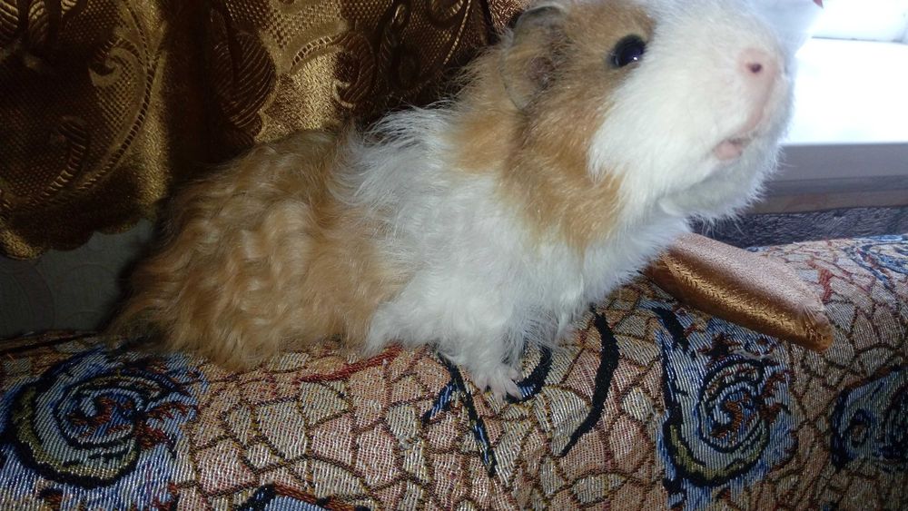 Королевские морские свинки