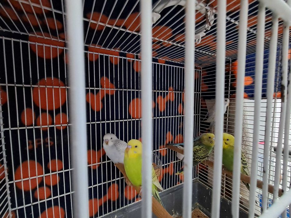 Cedência de periquitos
