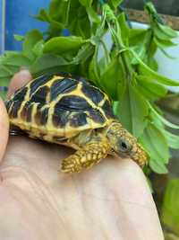 Сухопутная травоядная черепаха. Звездчатая черепаха. Редкие черепахи