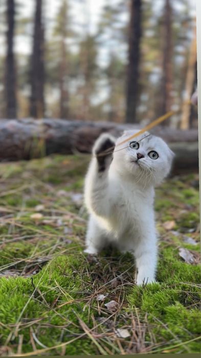 Скотіш фолд дівчинка шотландська срібна шиншила