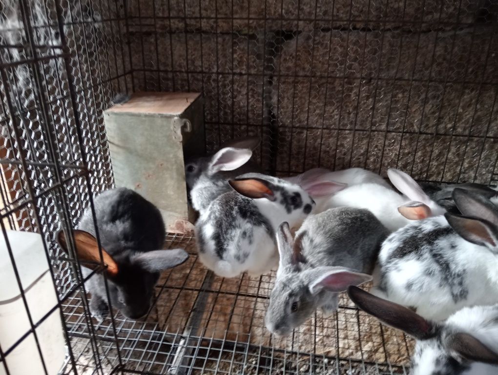 Coelhos de ótima qualidade 4 euros o kilo vivo