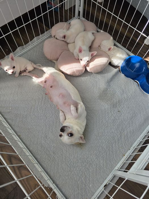 Chihuahua krotkowlosy chlopak