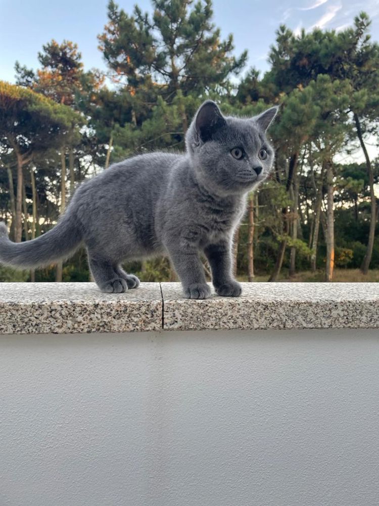 Scottish azul fold