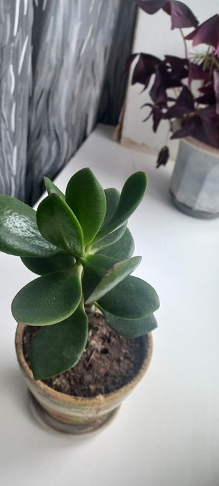 Грошове дерево.Толстянка.