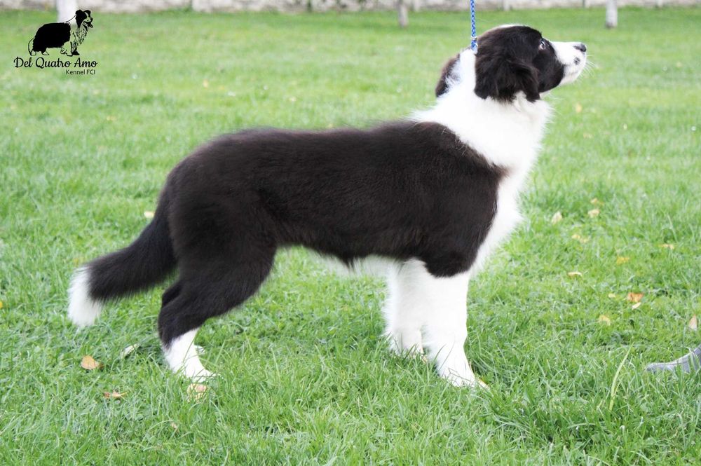 Border collie mały przystojniak NASIR - ZKwP - gotowy do zmiany domu