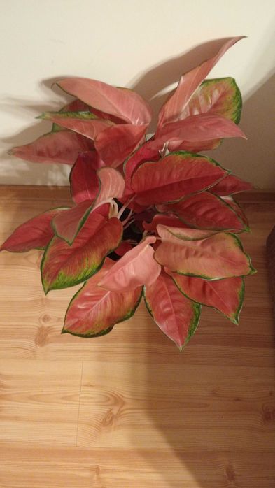 Aglaonema aglomema roślina