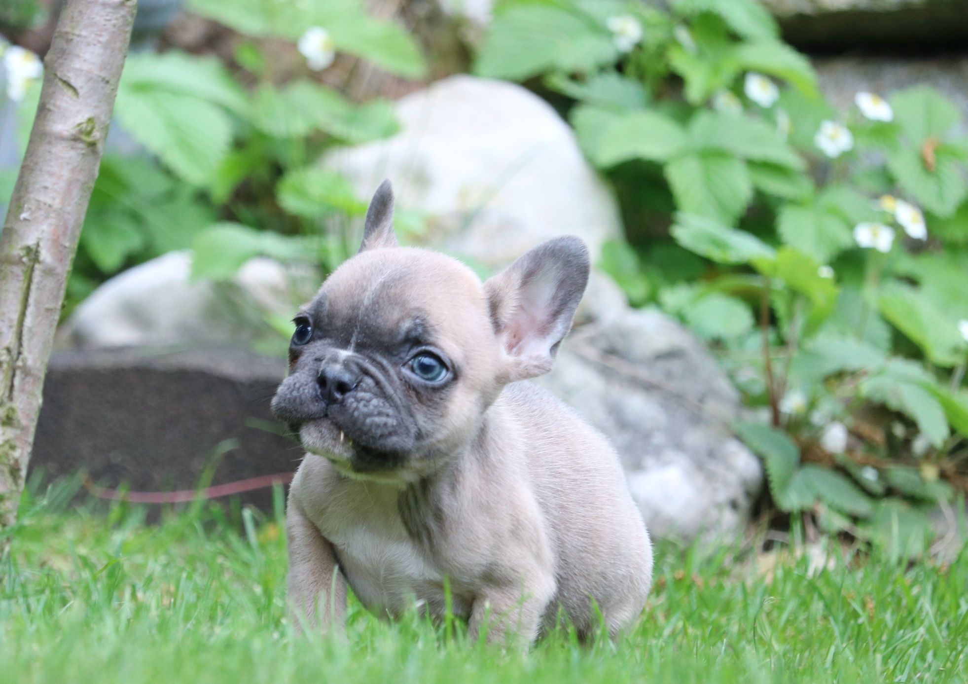 Przepiękny piesek blue fawn, jedyny taki!