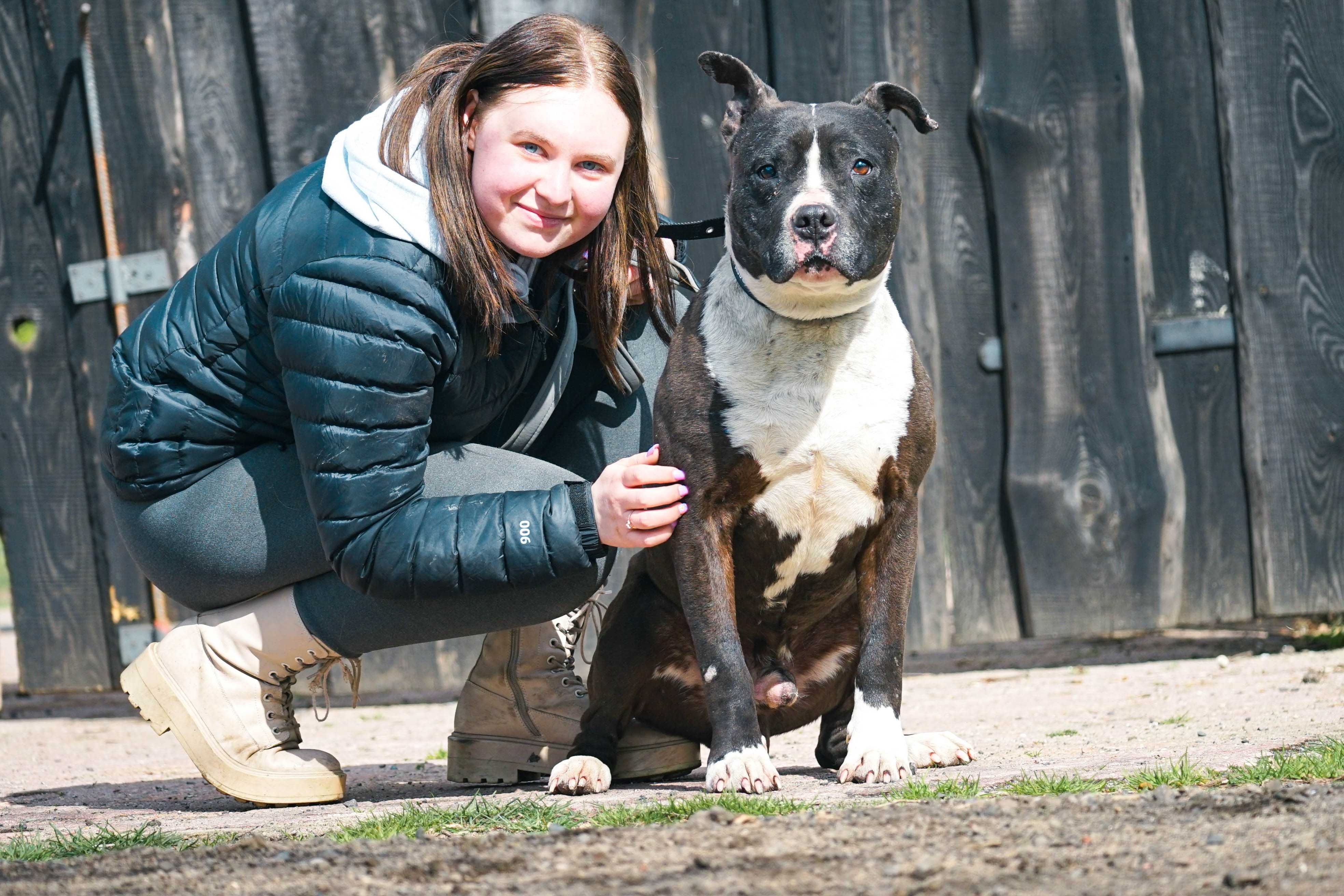 KAKTUS - pies w typie amstaff szuka domu