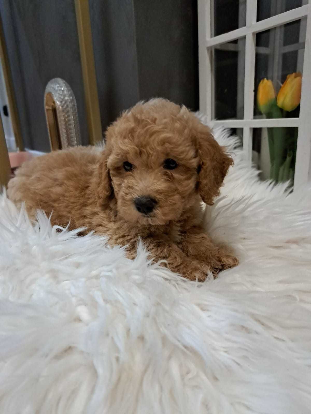 Maltipoo uroczy chłopczyk