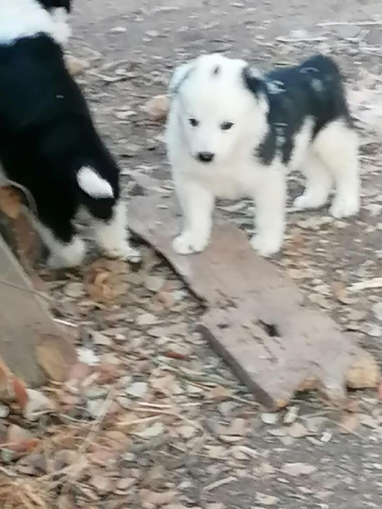 Collies um macho e uma fêmea