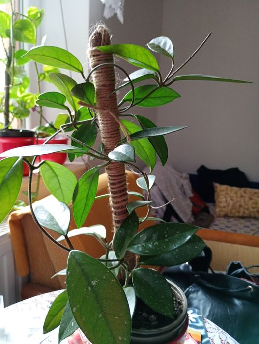 Kwiaty doniczkowe ozdobne