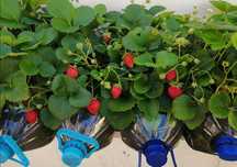 Morangueiros para plantar