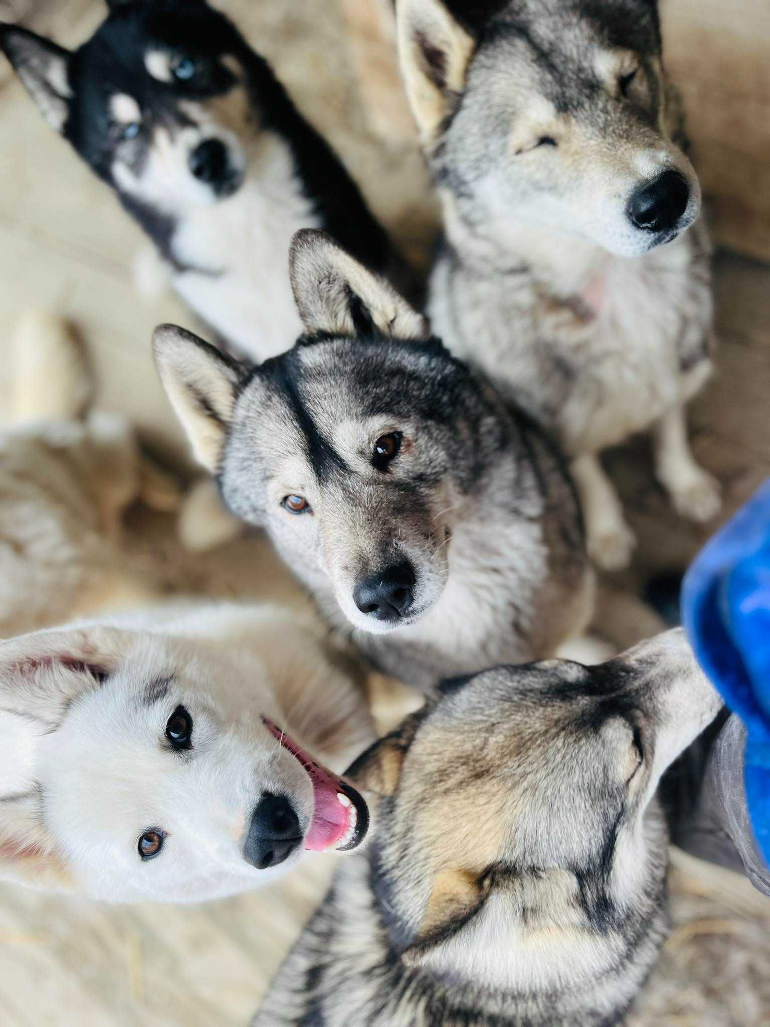 Siberian Husky po pracujących rodzicach Doskonała socjalizacja