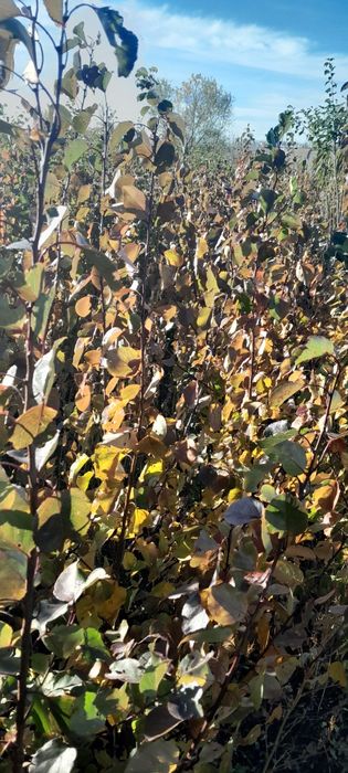 Продам саджанці плодових дерев