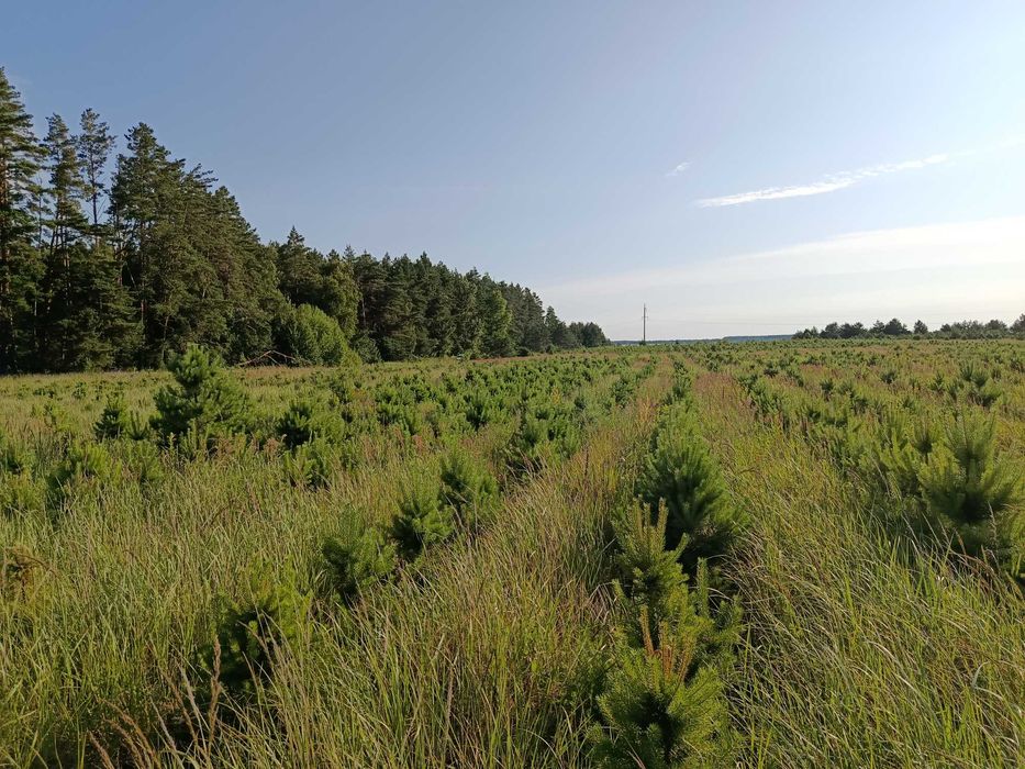 Продам сосну в комі