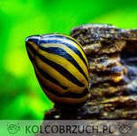 Ślimak Neritina natalensis ZEBRA - dowozimy, wysyłamy