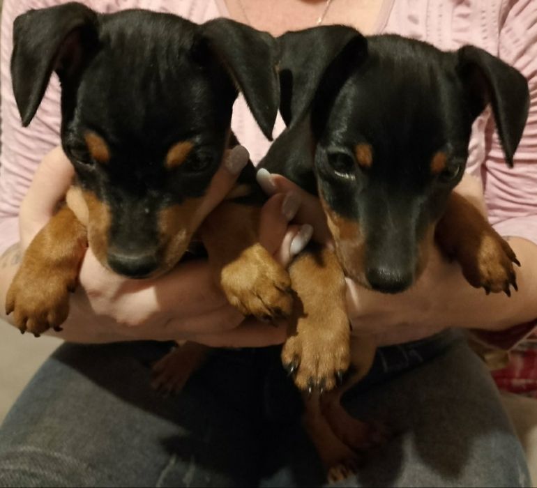 Мальчик цвергпинчера