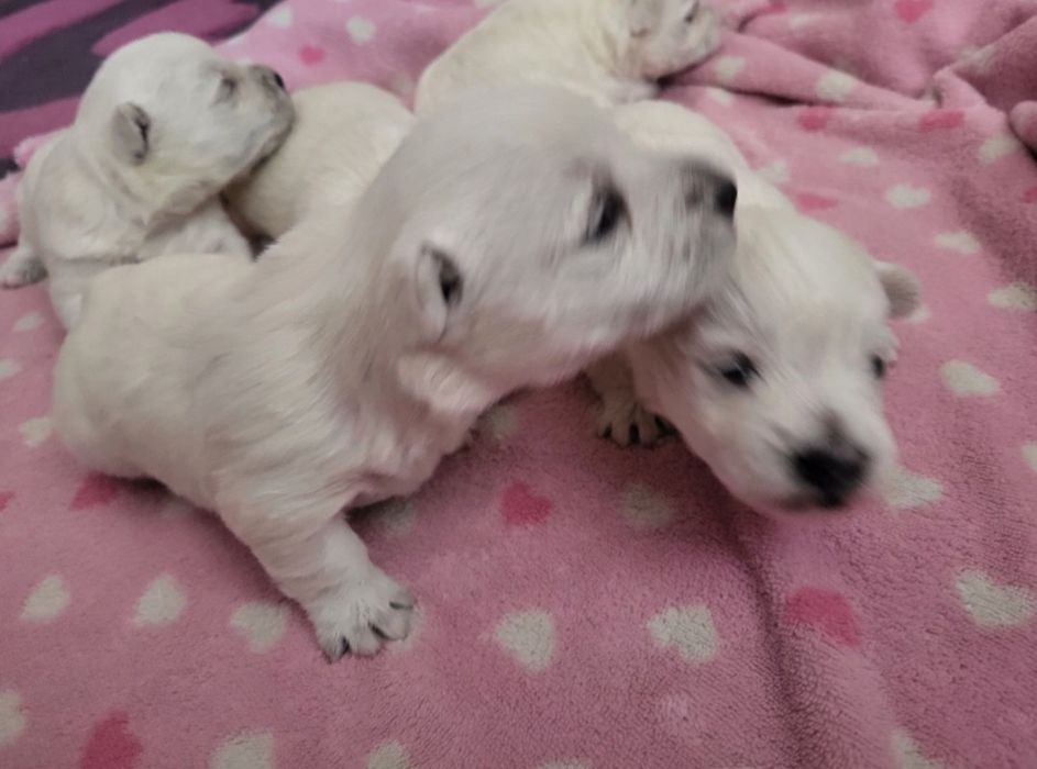 West Highland White Terrier