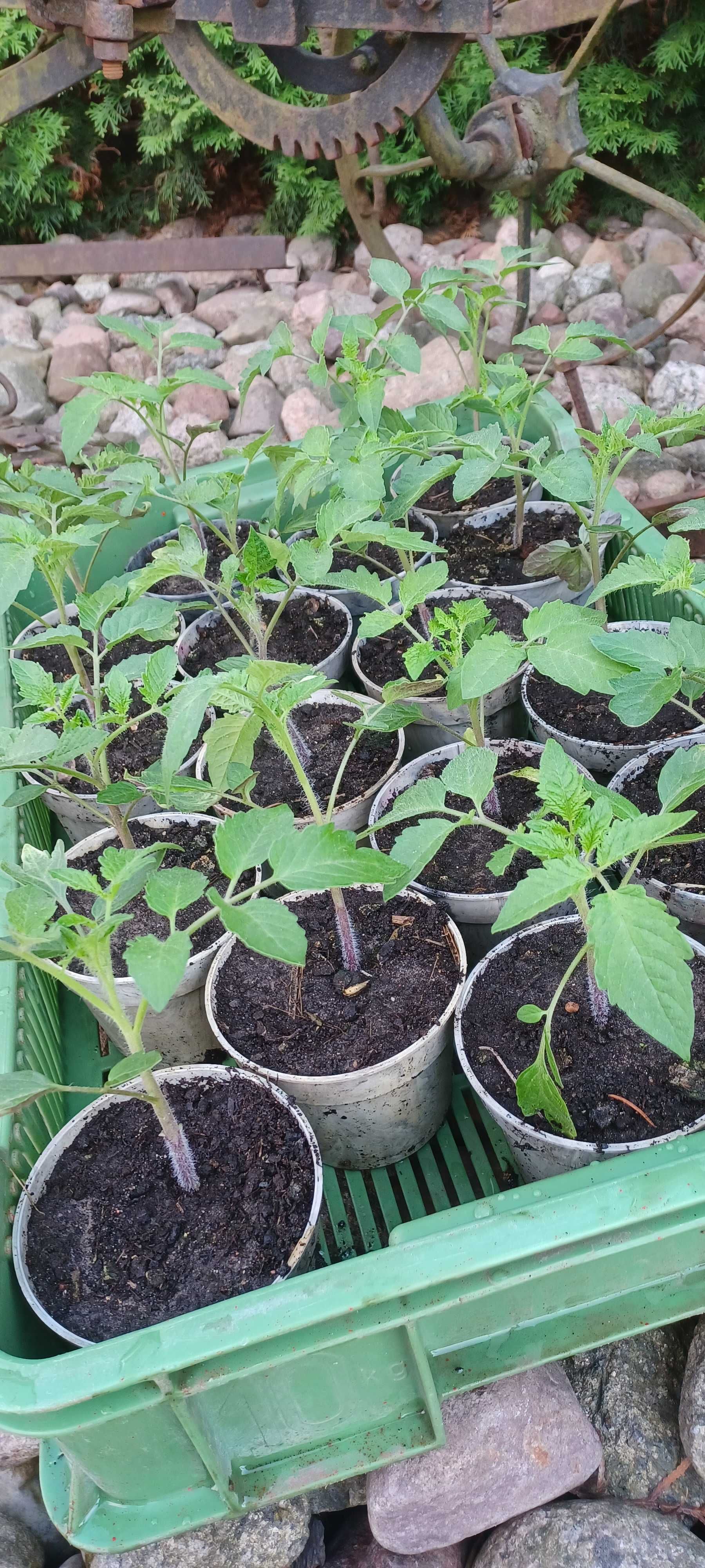 rozsada sadzonki kapusty pomidora gruntowego polowego pod osłony bakła