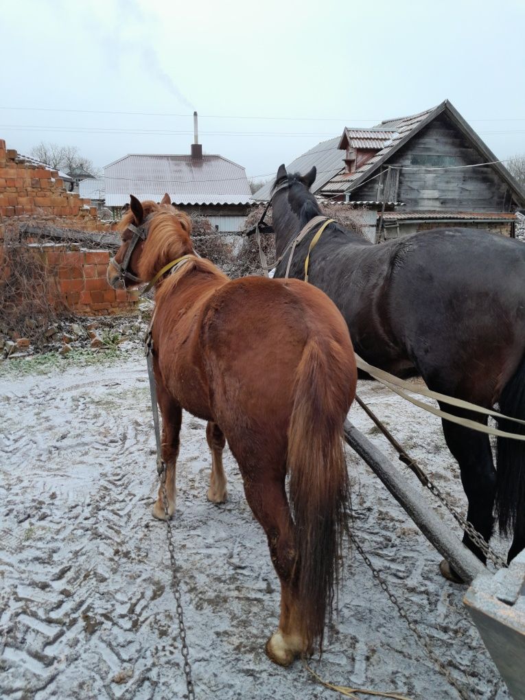 Продам на вибір спокійні