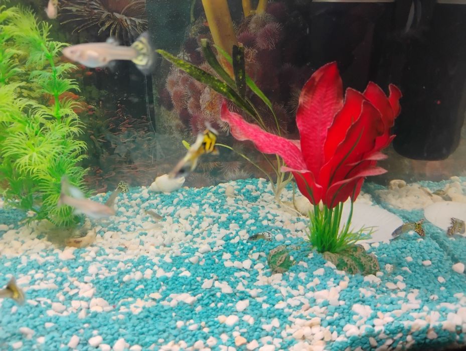 Rybki, gupiki, ryba, gupik