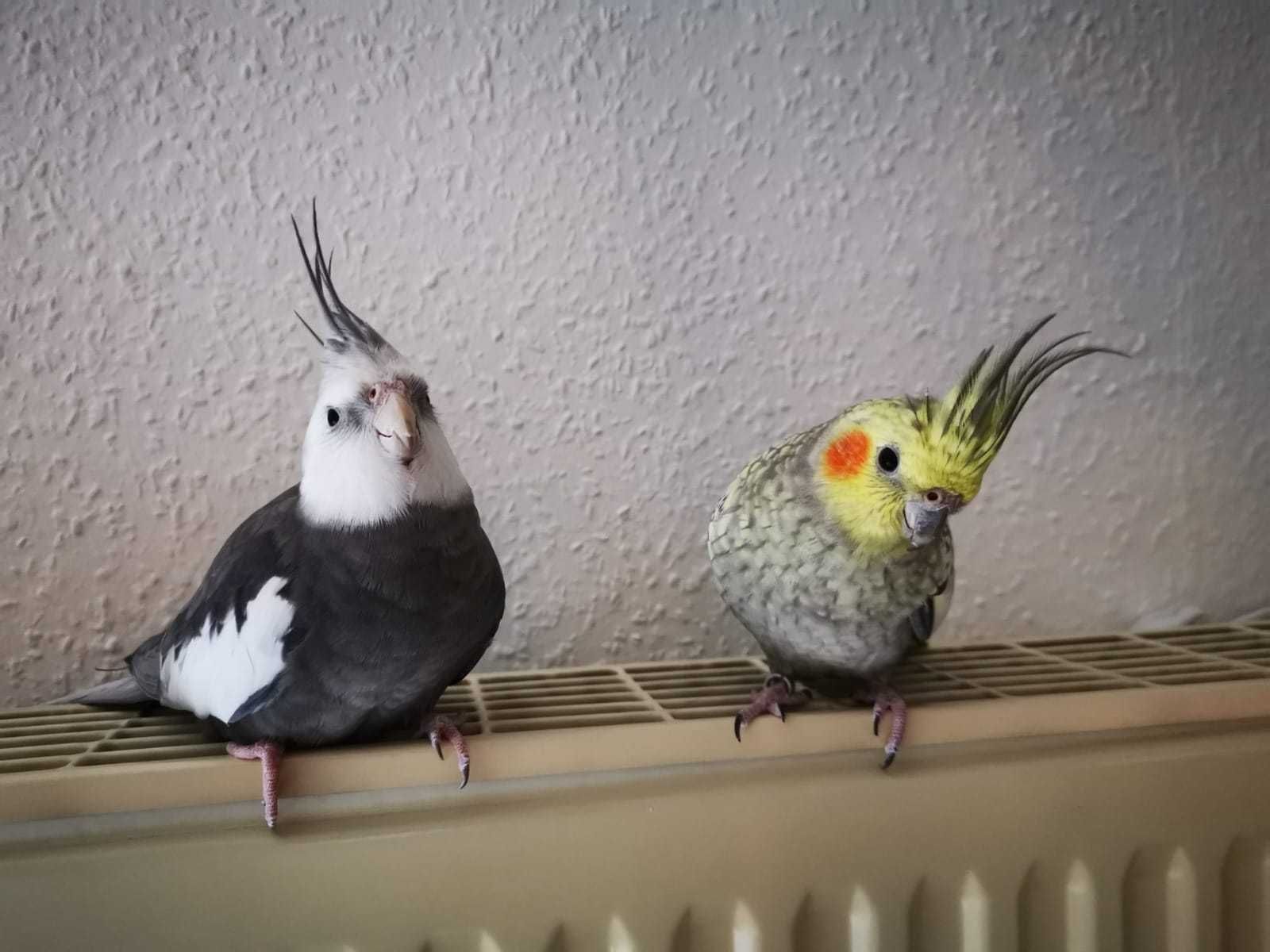 Певчие попугаи корелла,малыши ручные карелла