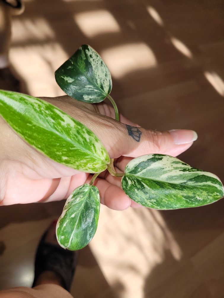 Philodendron emerald ice