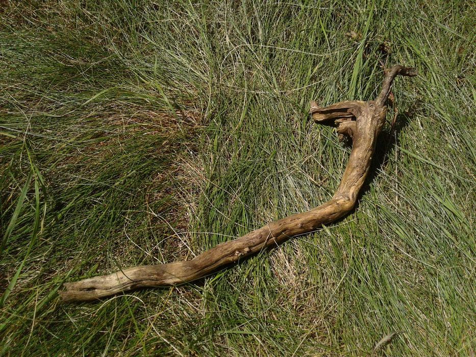 Korzeń lilak terrarium, akwarium, skalniak