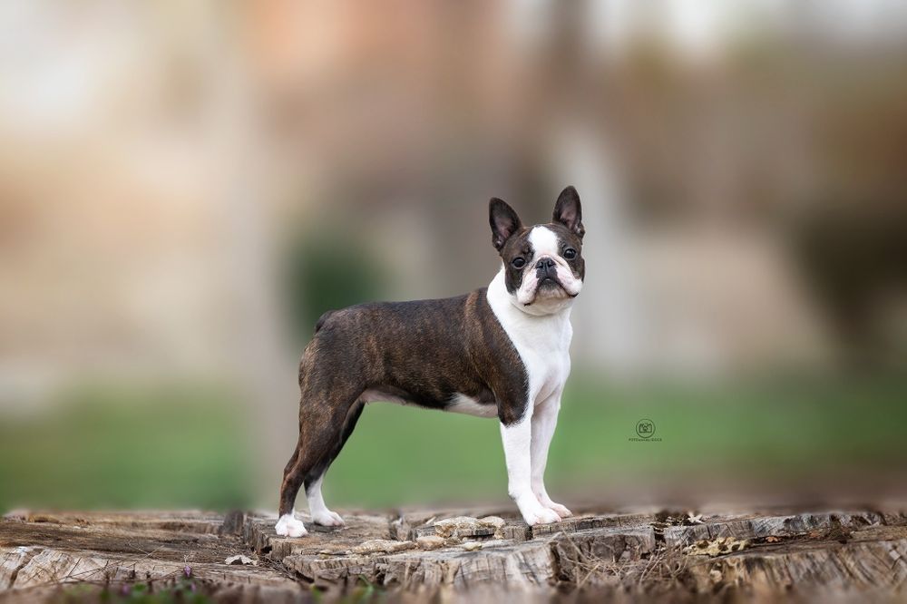 Boston terrier ZKwP/FCI jedyny miot w PL