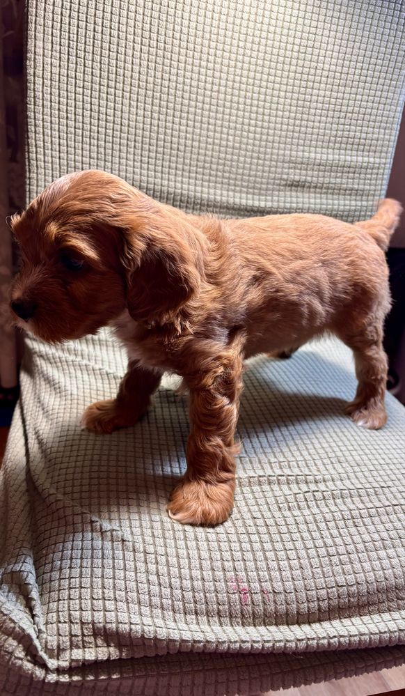 Cavaapoo, cavapoo pudelek
