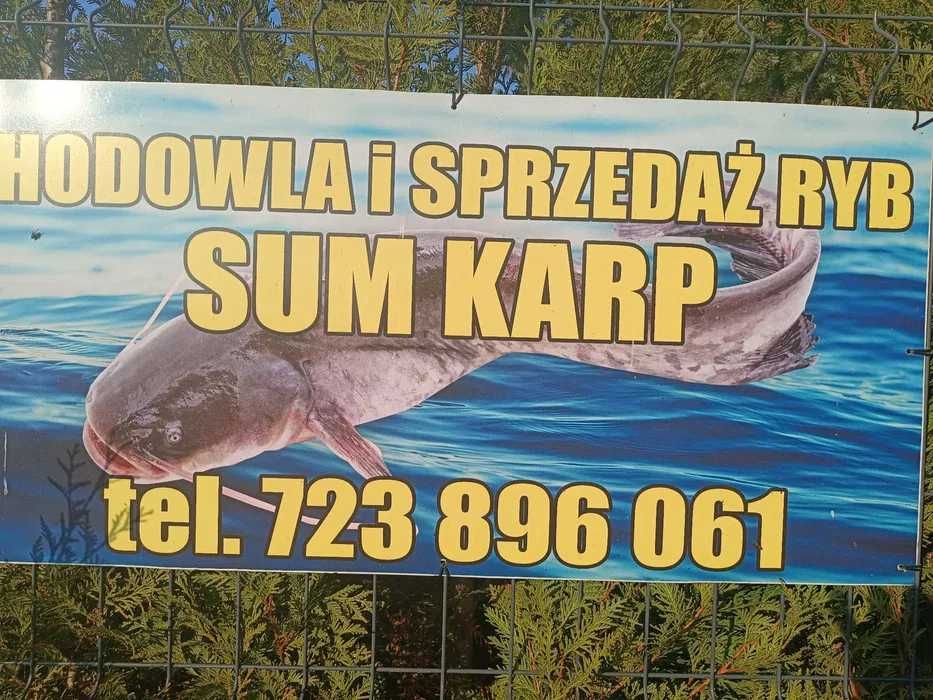 Sum żywy 30zl smaczna ryba bez ości cały rok oraz karp
