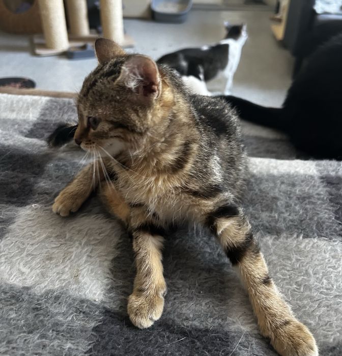 Ostoja mruczków kotka Lexi do adopcji