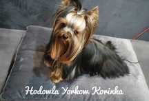 Reproduktor yorkshire terrier